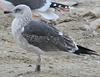 juvenile LBBG in September, ringed in Norway. (73485 bytes)